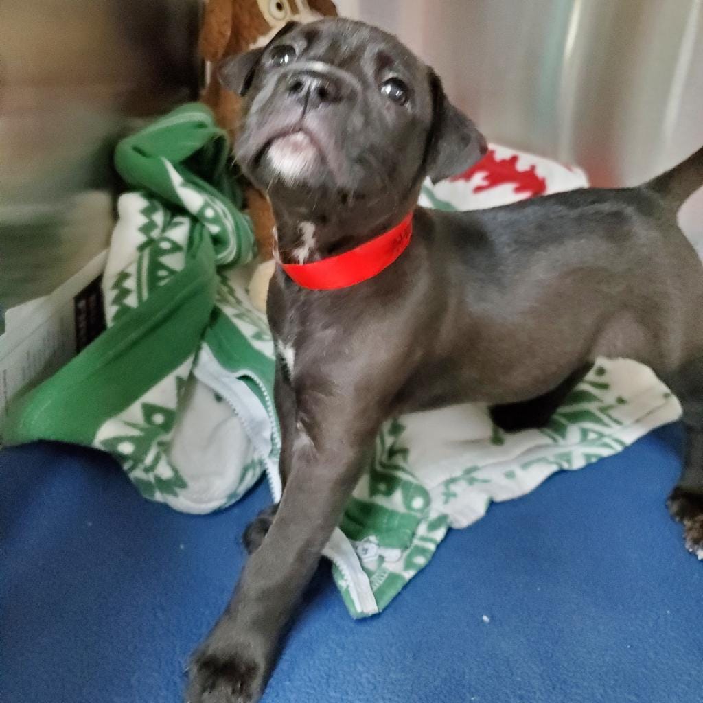 Stella