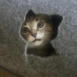 Lil