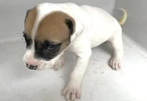 RUNT