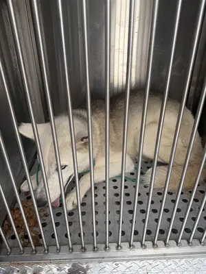 DUECE