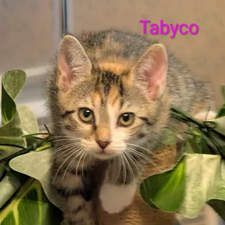 Tabyco