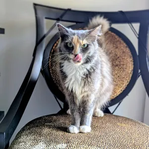 Seraphine (bonded with Sable)