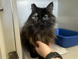LUCY