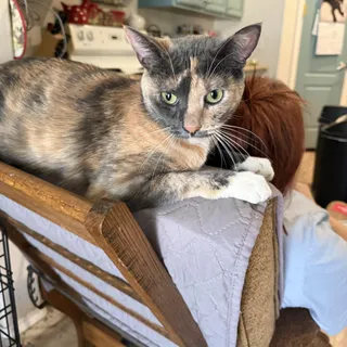 Isabel