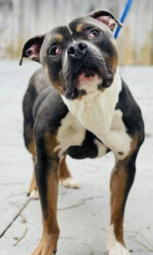 Rescue Only- AC-4631 