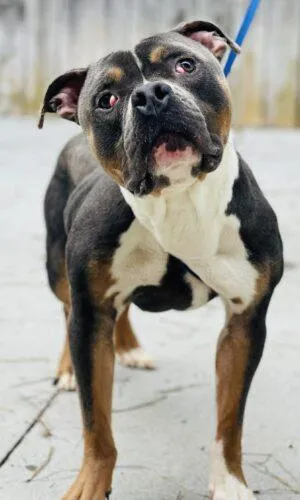 Rescue Only- AC-4631 