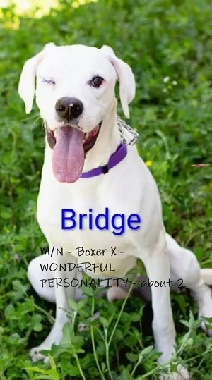 Bridge - arriving Saturday - 6/27 around 11 am