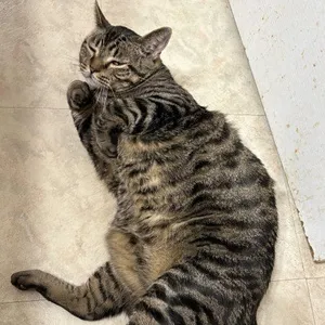 Norbert