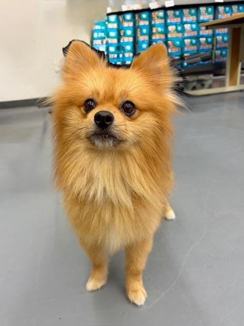 Apollo