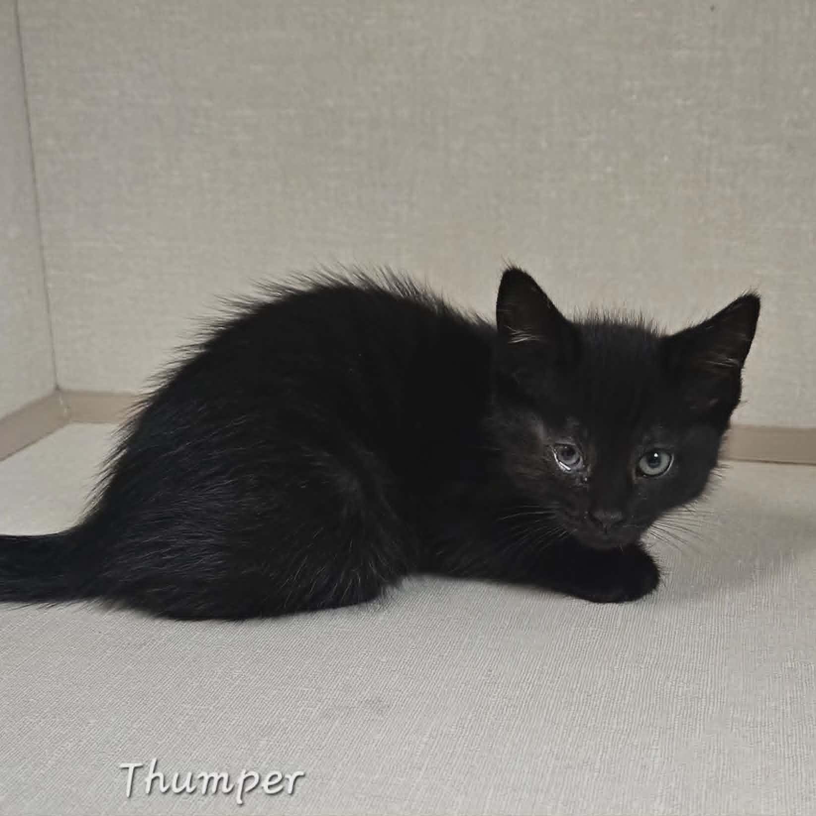 Thumper