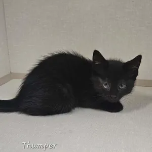 Thumper