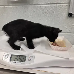 Tuna