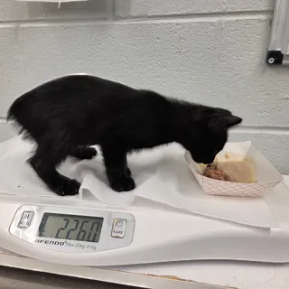 Tuna