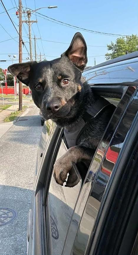 Blue Heeler (Courtesy Post)