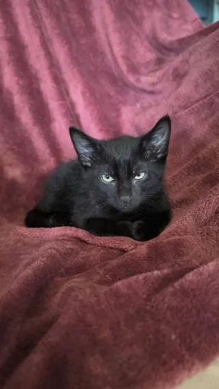 Shadow
