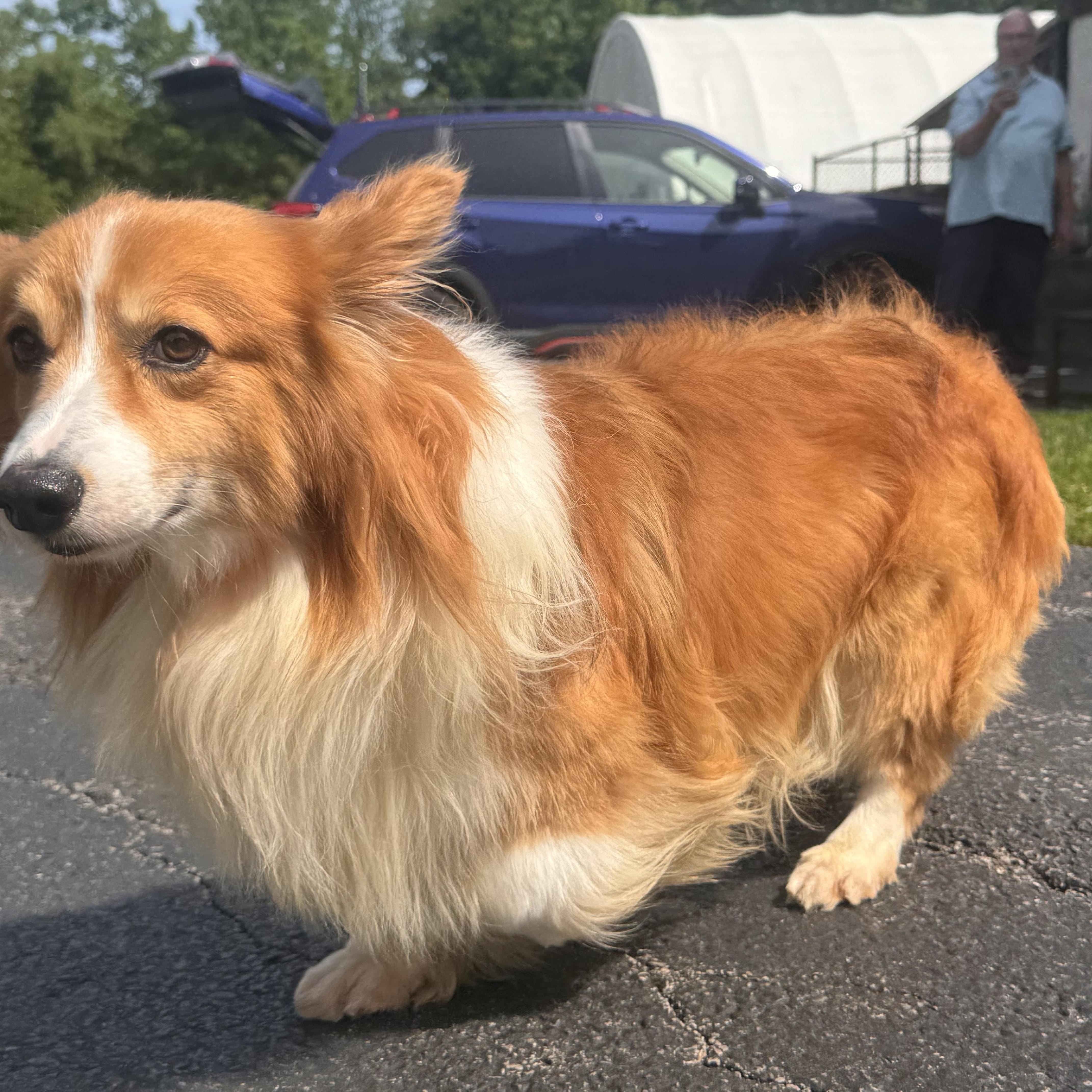Ringo
