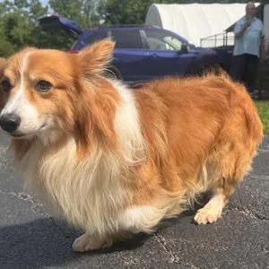 Ringo