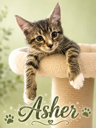 Asher (FCID# 06/30/2026 - 4) KDC