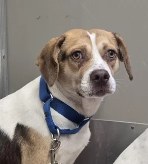 Everything Beagle