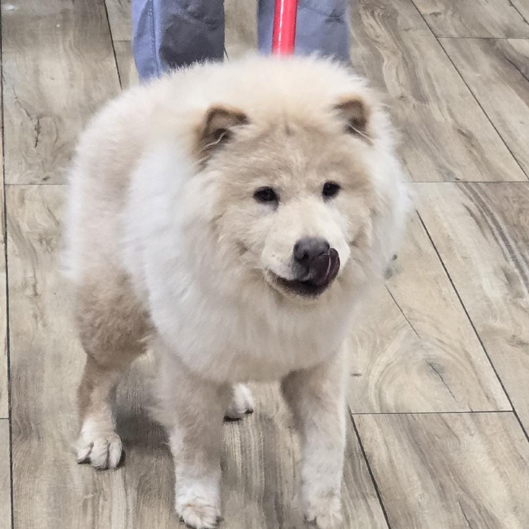 Fozzie