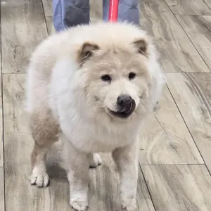 Fozzie