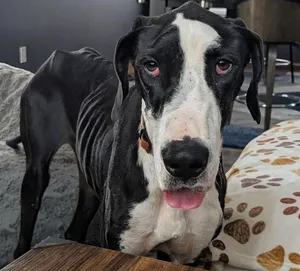 Libby