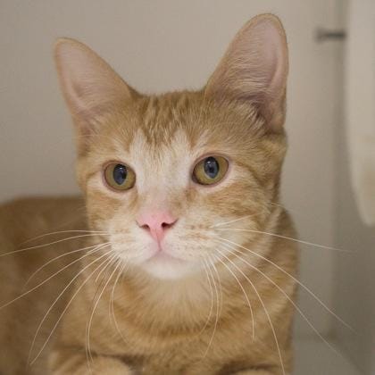 Tigger (bonded with Jelly)