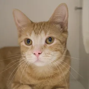 Tigger (bonded with Jelly)