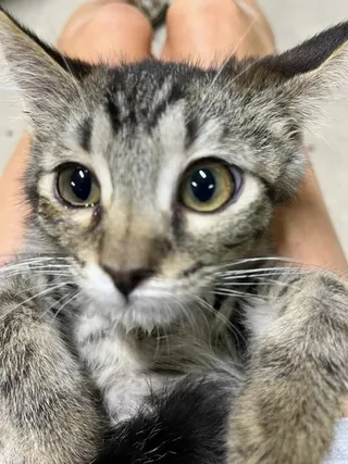 Sugar Pea
