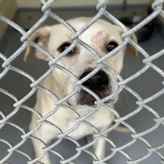 Sugar