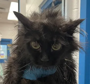 Salem