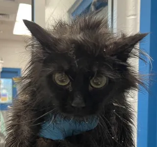 Salem