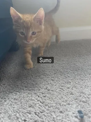 Sumo