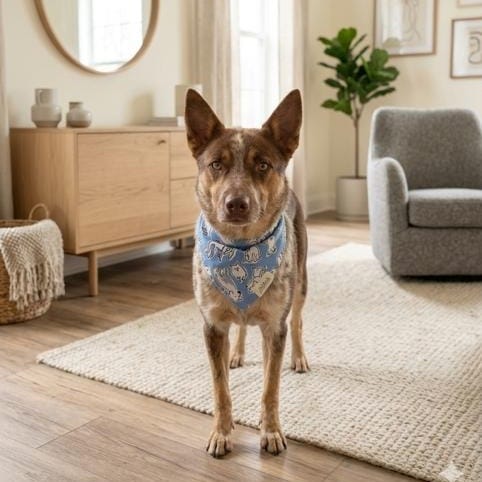 Aggie (Sweet Family Dog, Dog-Friendly & House Trained)