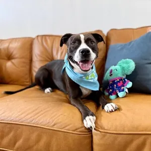 Molly the Itty Bitty Pittie