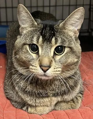 Ruben