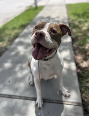 Sunny