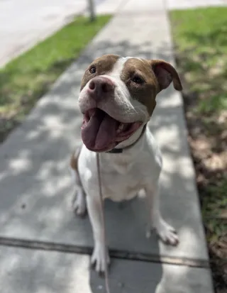 Sunny