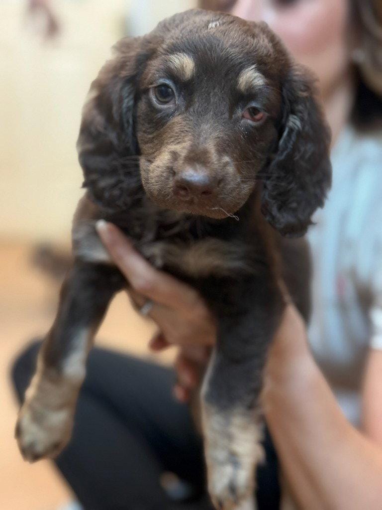 Bentley