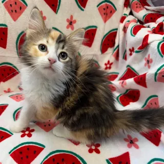 Peaches 37180
