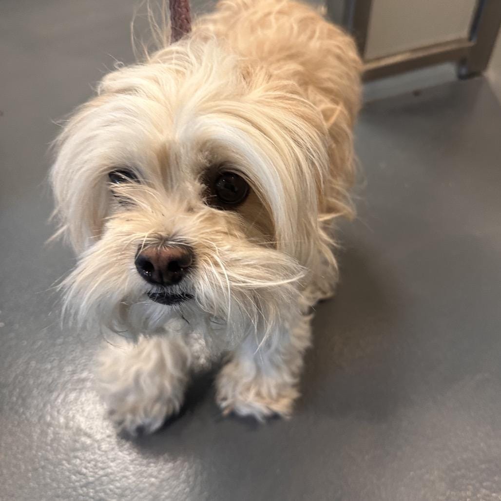 Patrisha