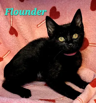 Flounder