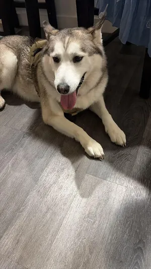 Responsible Husky Adoption
