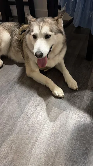 Responsible Husky Adoption