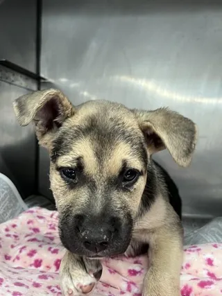 DINA