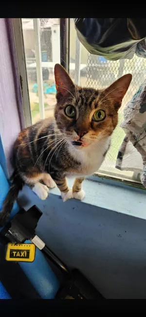 Cat- Owner Passed