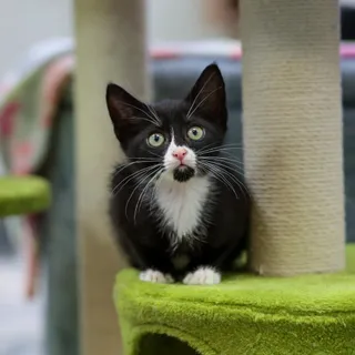 Tala