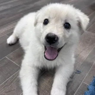 Snowball