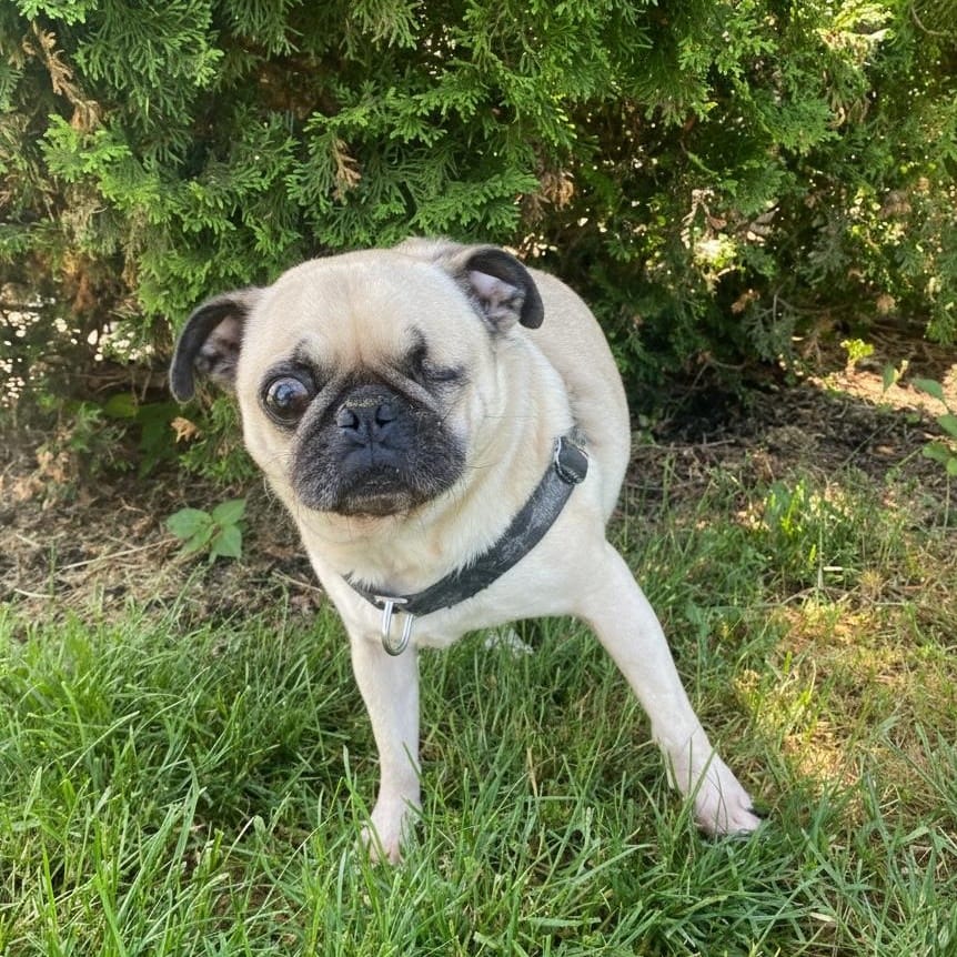 Milo