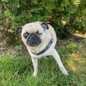 Milo